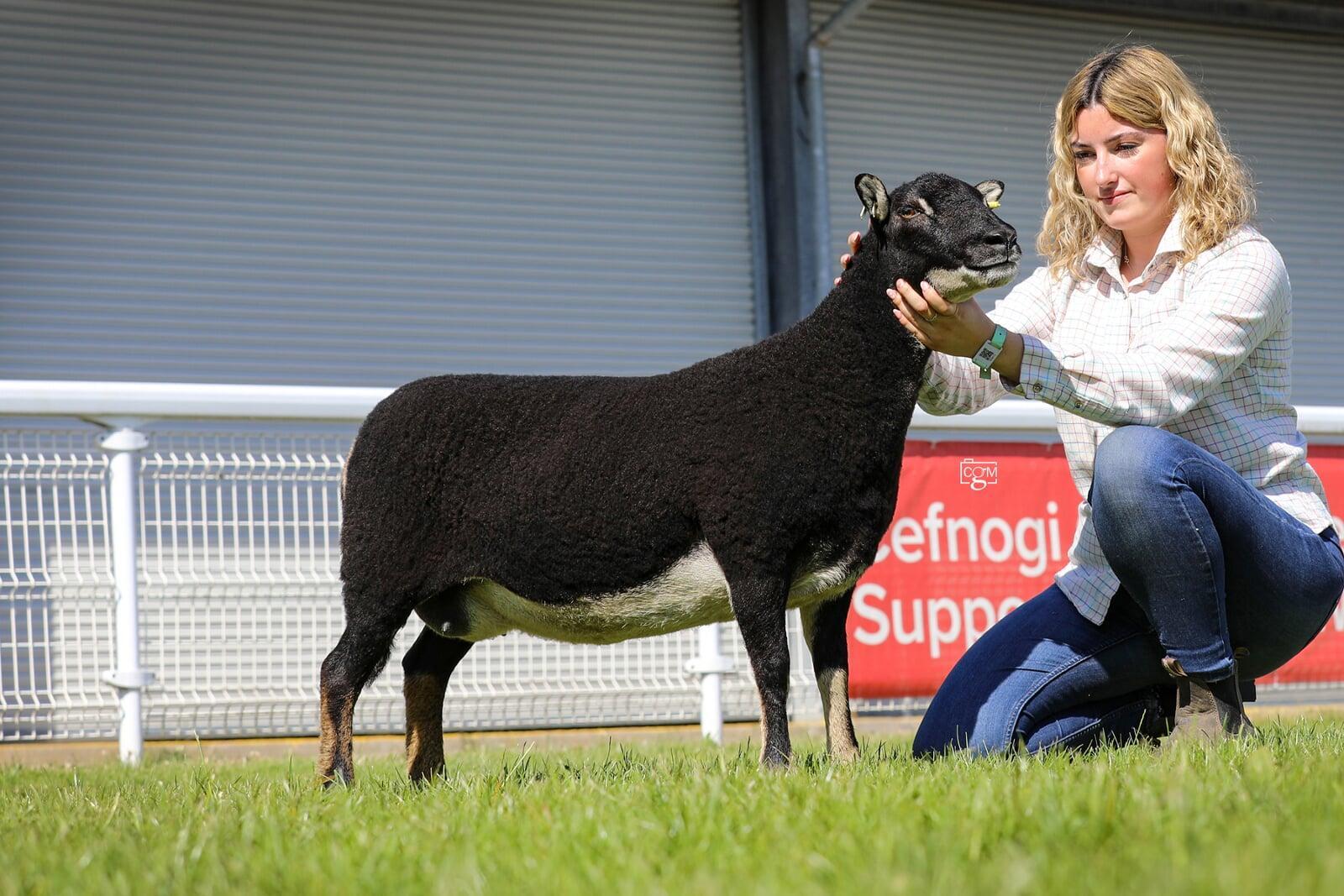 Torwen Aged Ewe Breed Champion