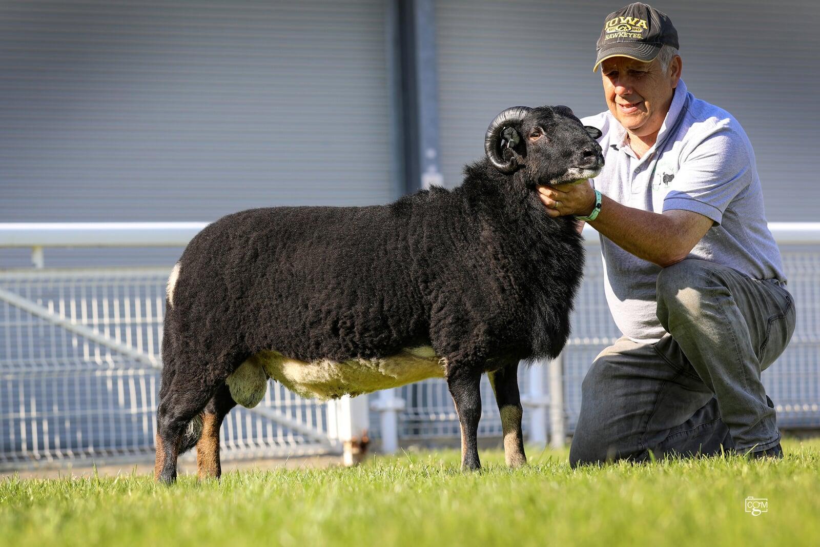 Torwen 1st Prize Shearling Ram