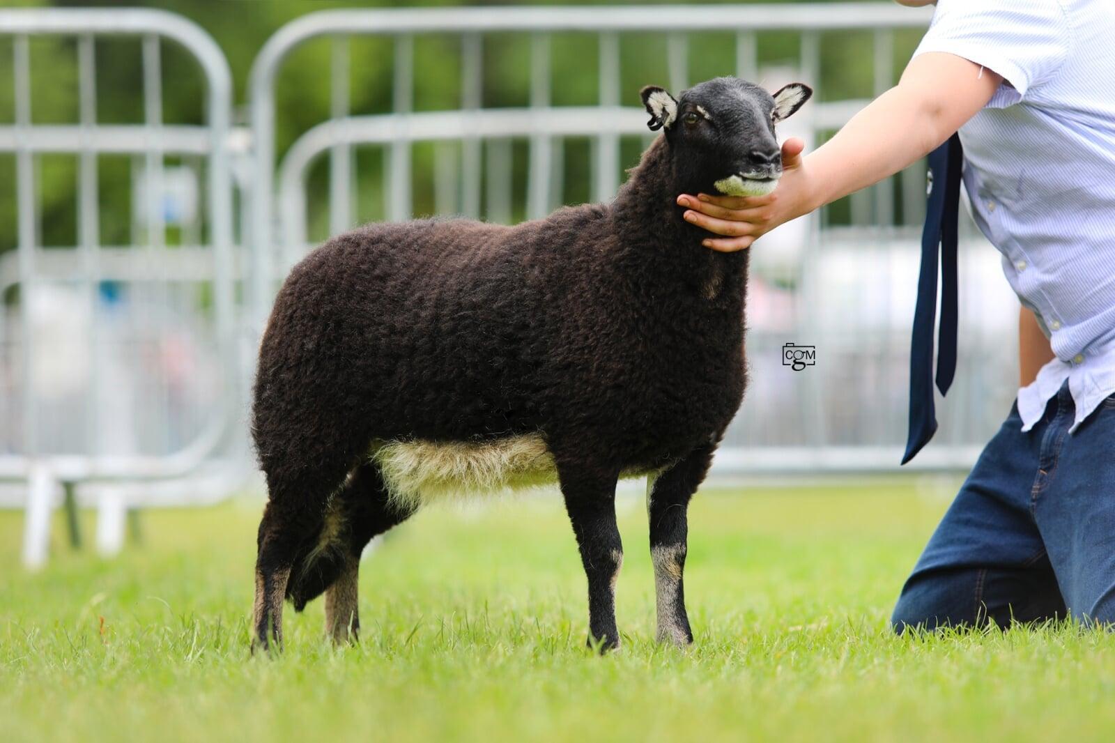 Torwen Champion Ewe Lamb Llewellyn Evans