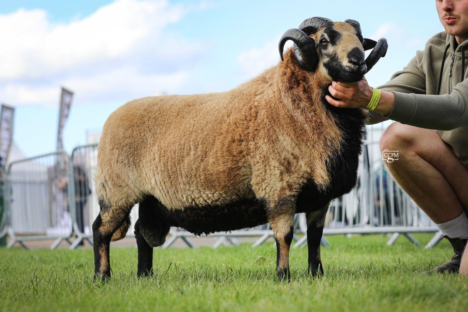 Torddu Reserve Champion Shearling Ram-Steffan Griffiths