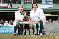 Torddu Champion