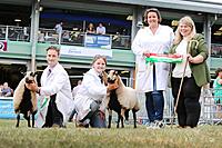 Torddu Champion Reserve Judge Gail Gribble