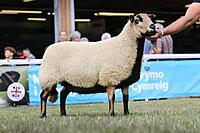 Aged Ewe