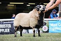 Aged Ram-Reserve Male Champion