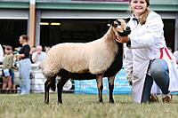 Shearling Ewe