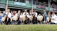 Torddu First Class Winners