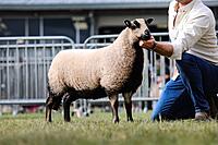 Ewe Lamb Reserve Female Reserve Breed Champion