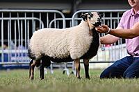 Torddu Ram Lamb