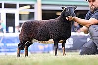 Torwen Aged Ewe