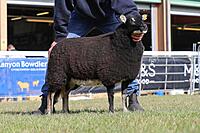 Torwen Ewe Lamb Champion