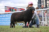Torwen Ram Lamb