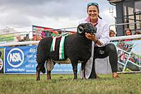 Torwen Reserve Breed Champion