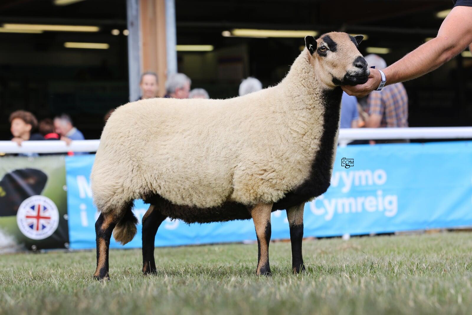 Aged Ewe