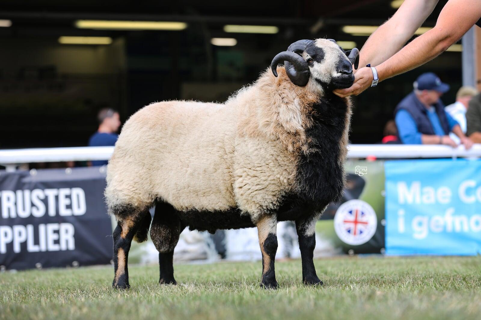 Aged Ram-Reserve Male Champion
