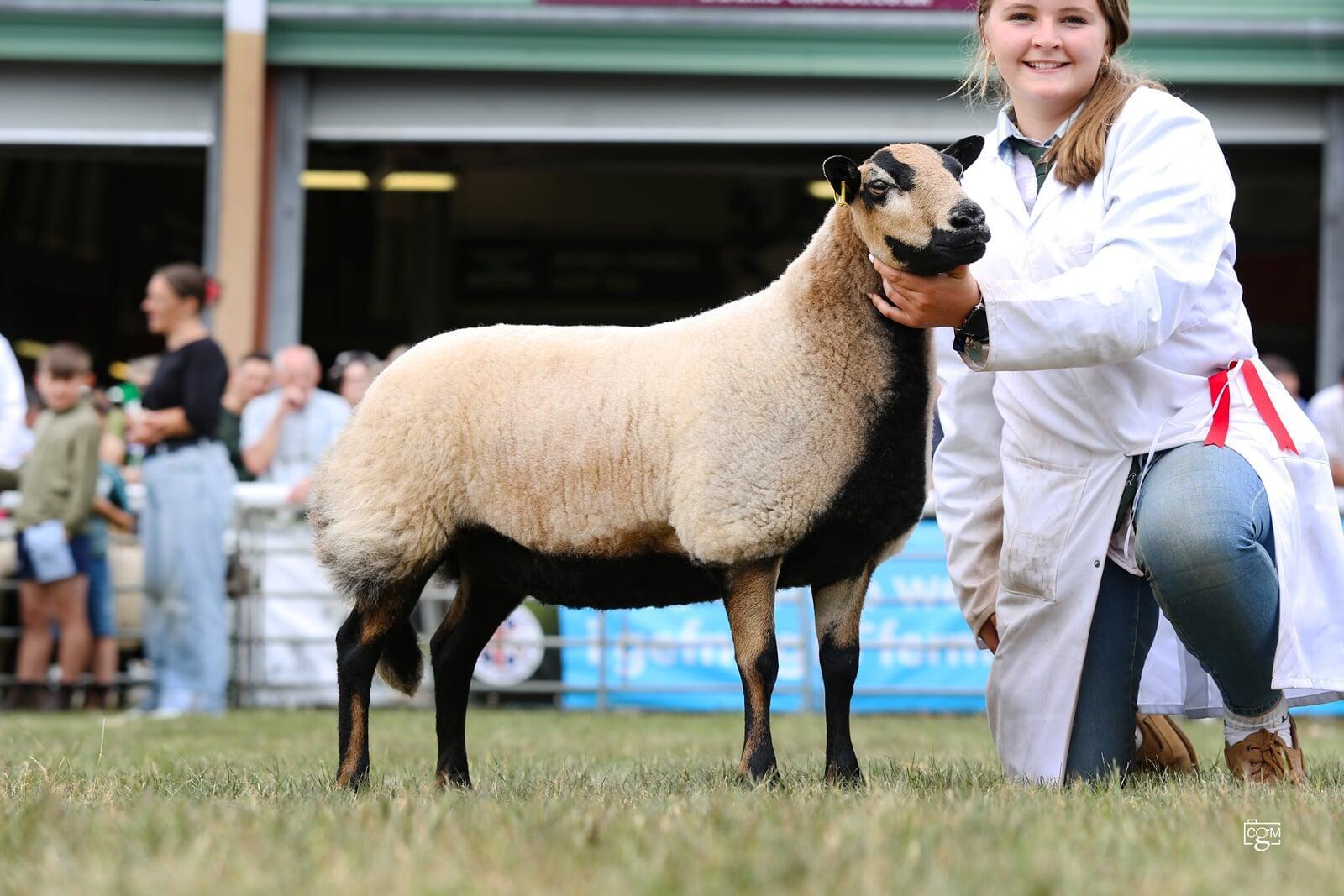 Shearling Ewe