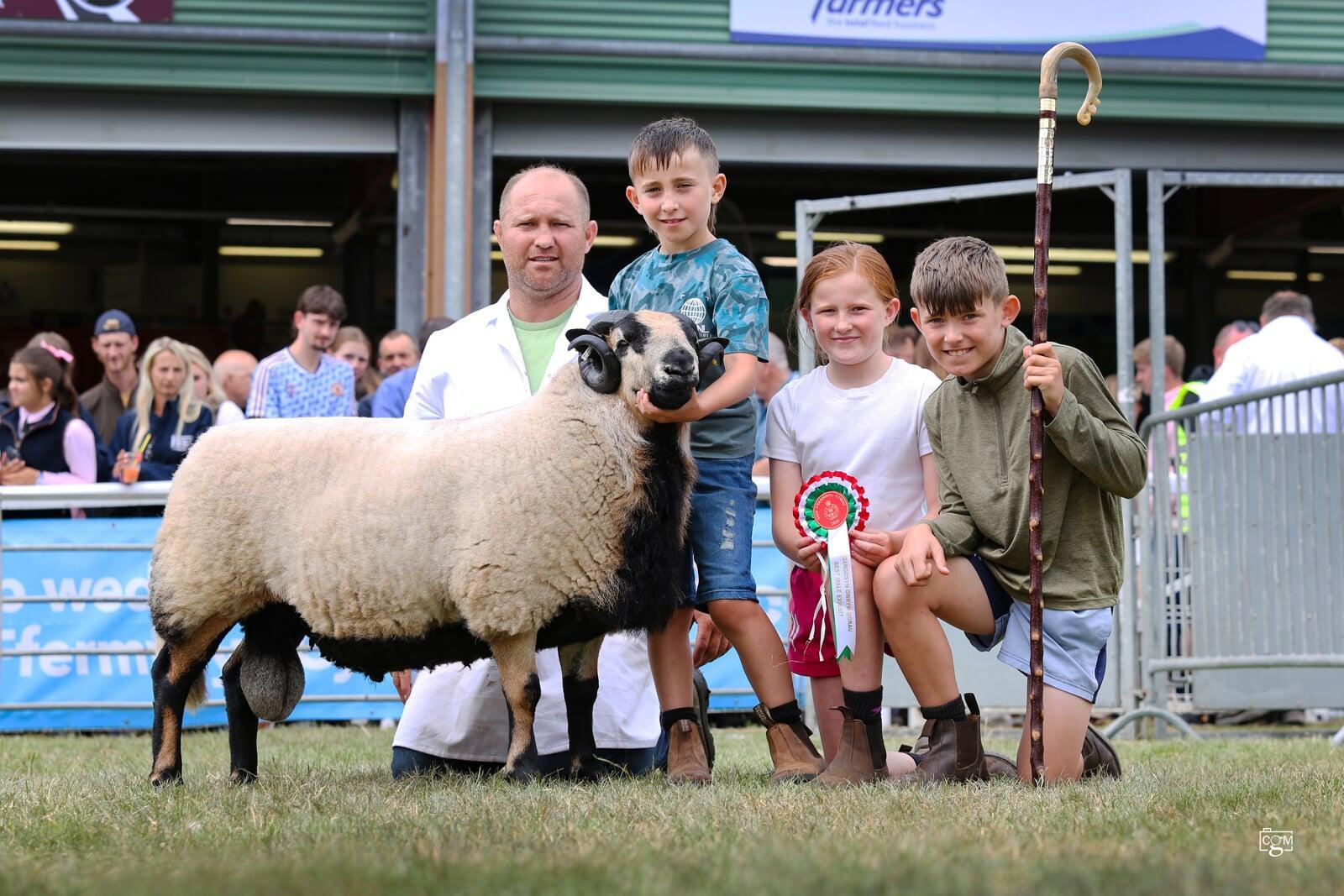 Torddu Shearling Ram