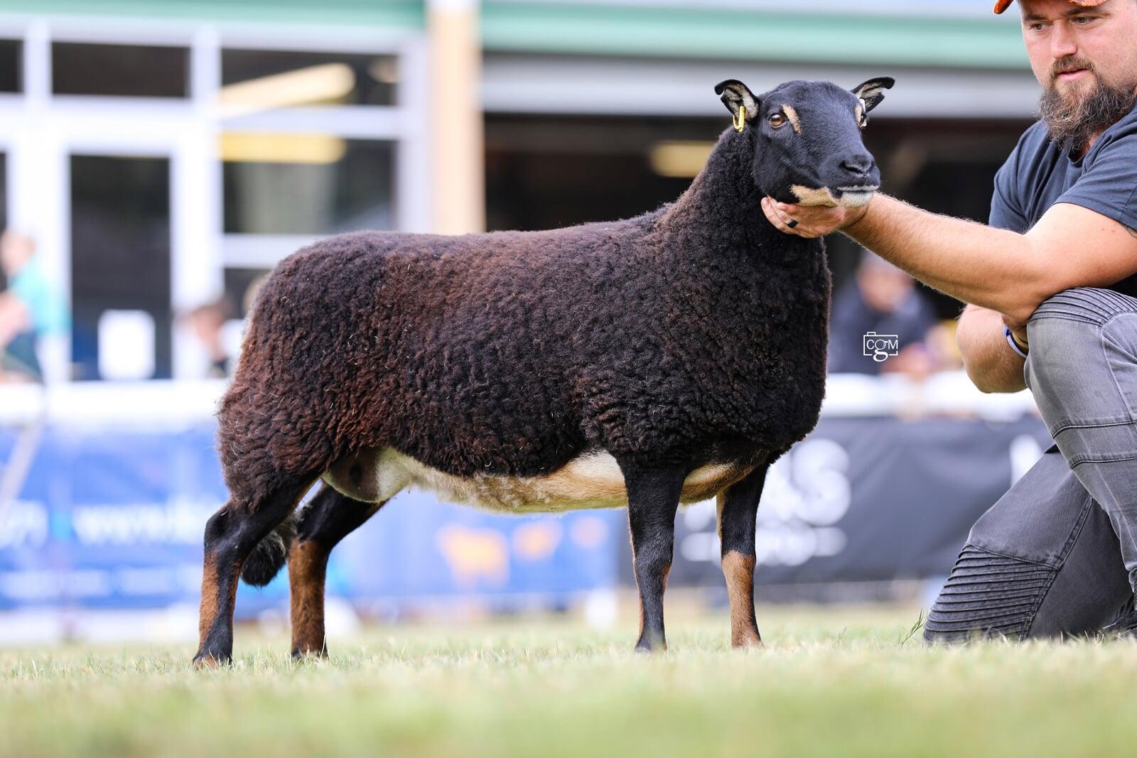 Torwen Aged Ewe
