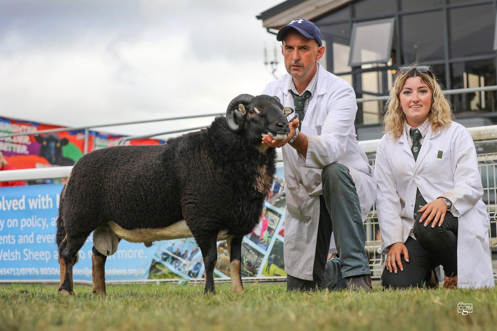 Torwen Aged Ram-