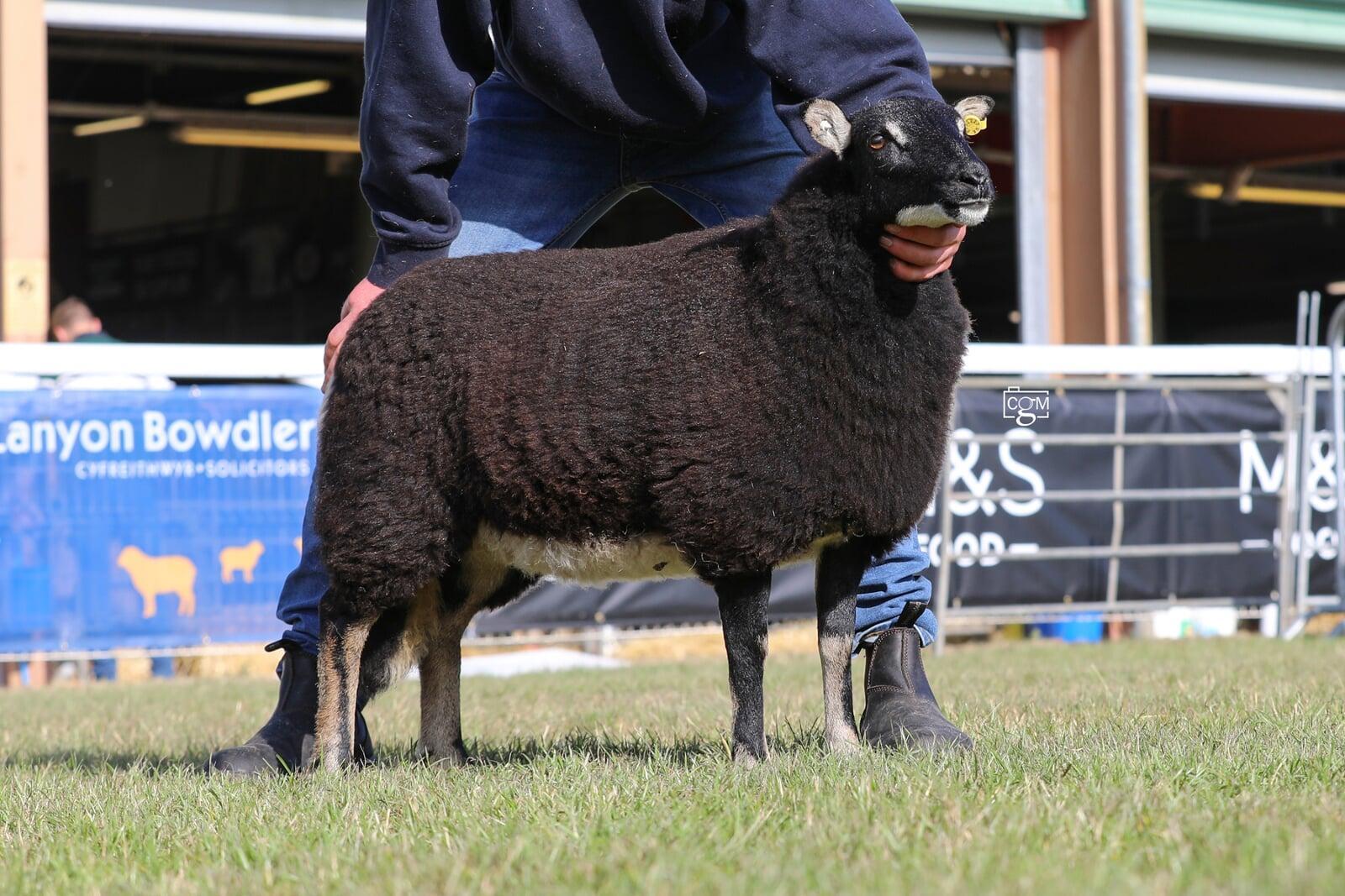 Torwen Ewe Lamb Champion