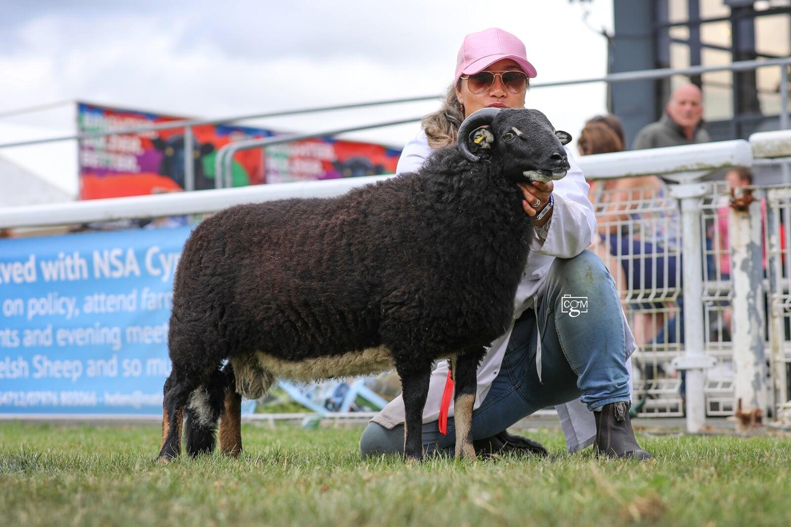 Torwen Ram Lamb