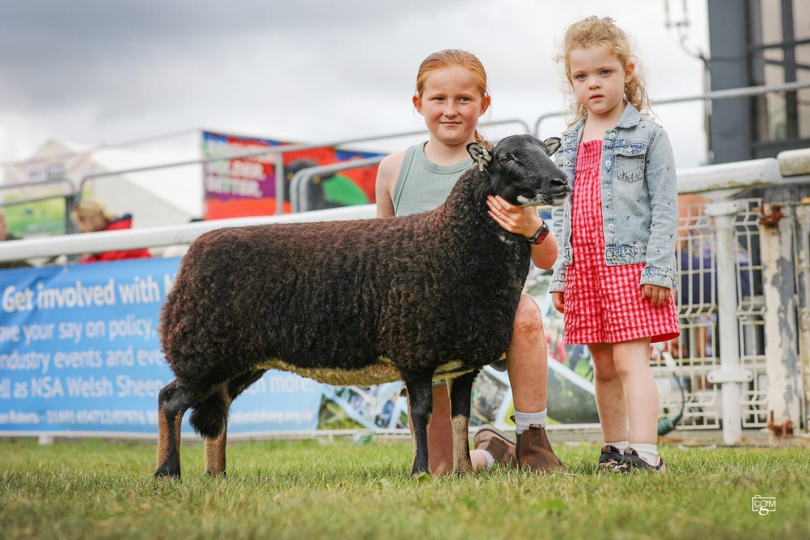Torwen Shearling Ewe-reserve female champion