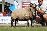 Reserve Champion Torddu Shearling Ram