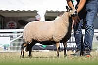 Torddu Aged Ewe Class Winner