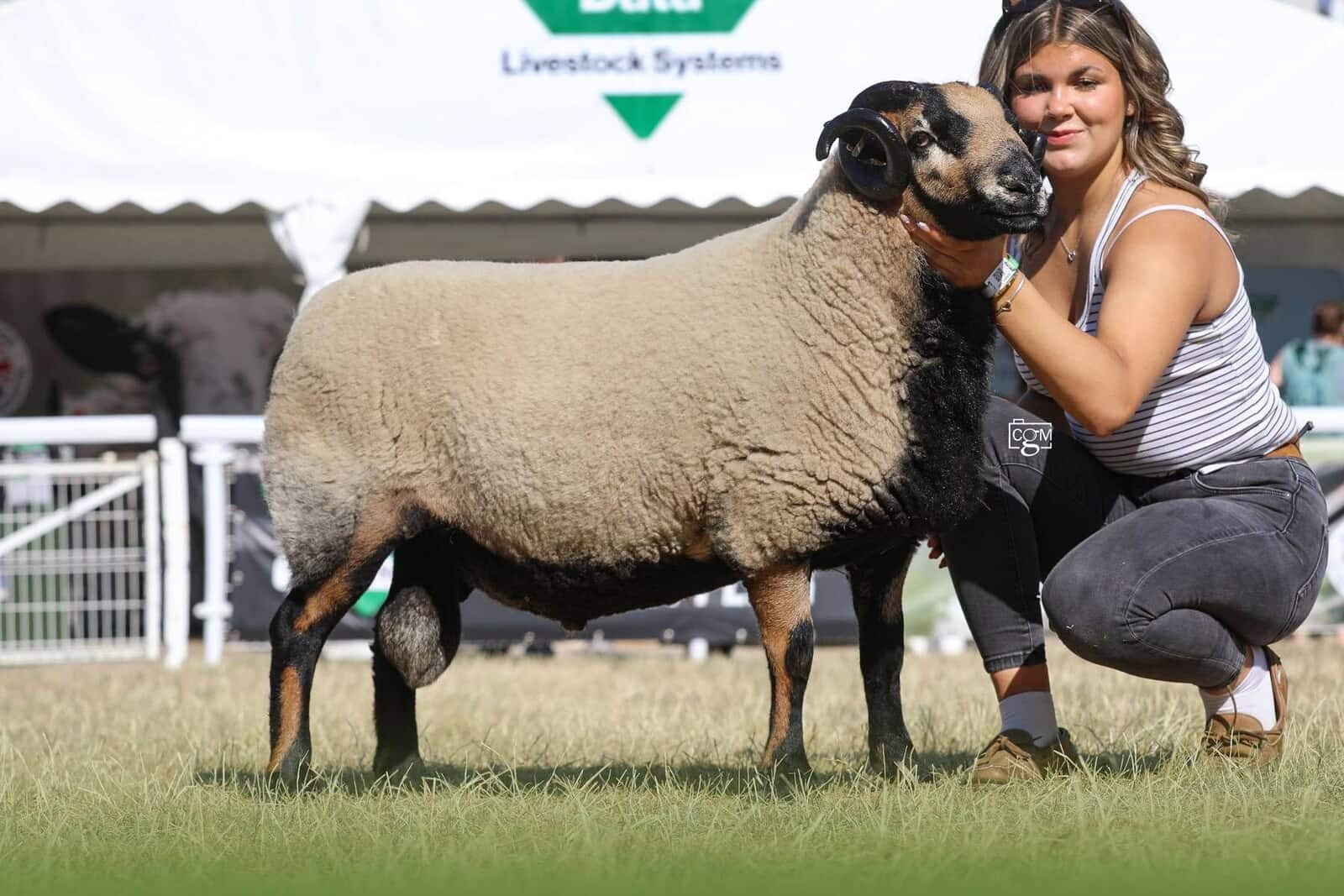 Torddu Aged Ram Class Winner