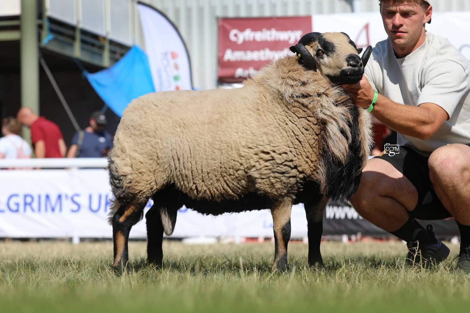 Reserve Champion Torddu Shearling Ram