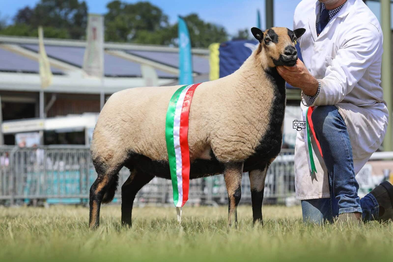 Champion Torddu Shearling Ewe