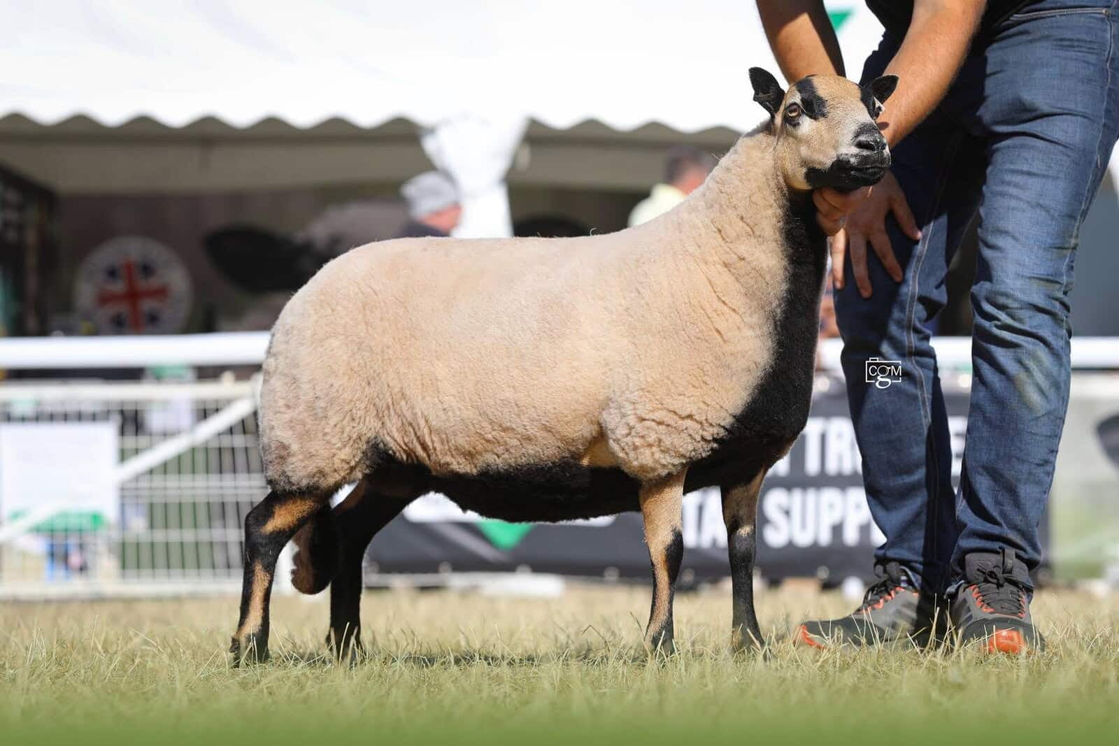 Torddu Aged Ewe Class Winner