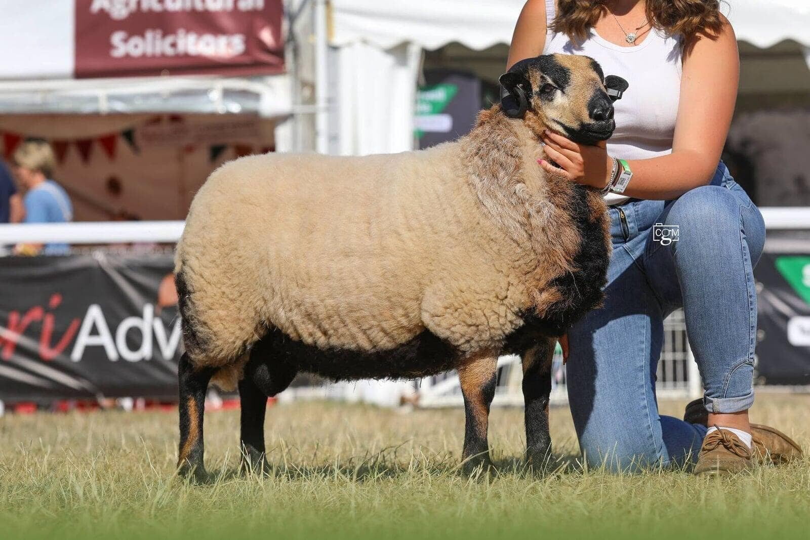 Torddu Ram Lamb Reserve male Champion