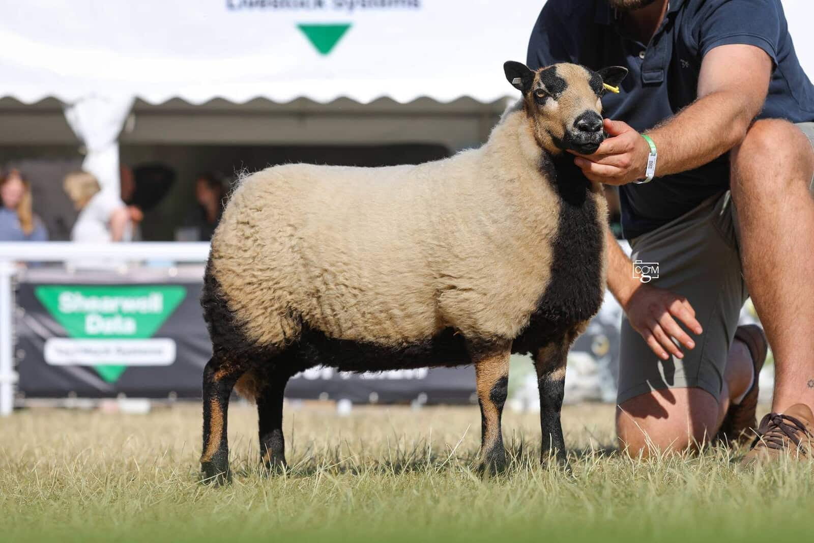 Torddu Ewe Lmab and Reserve Female Champion