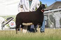 Torwen Ewe Lamb Reserve Female Champion