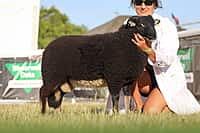 Torwen Ram Lamb Class Winner