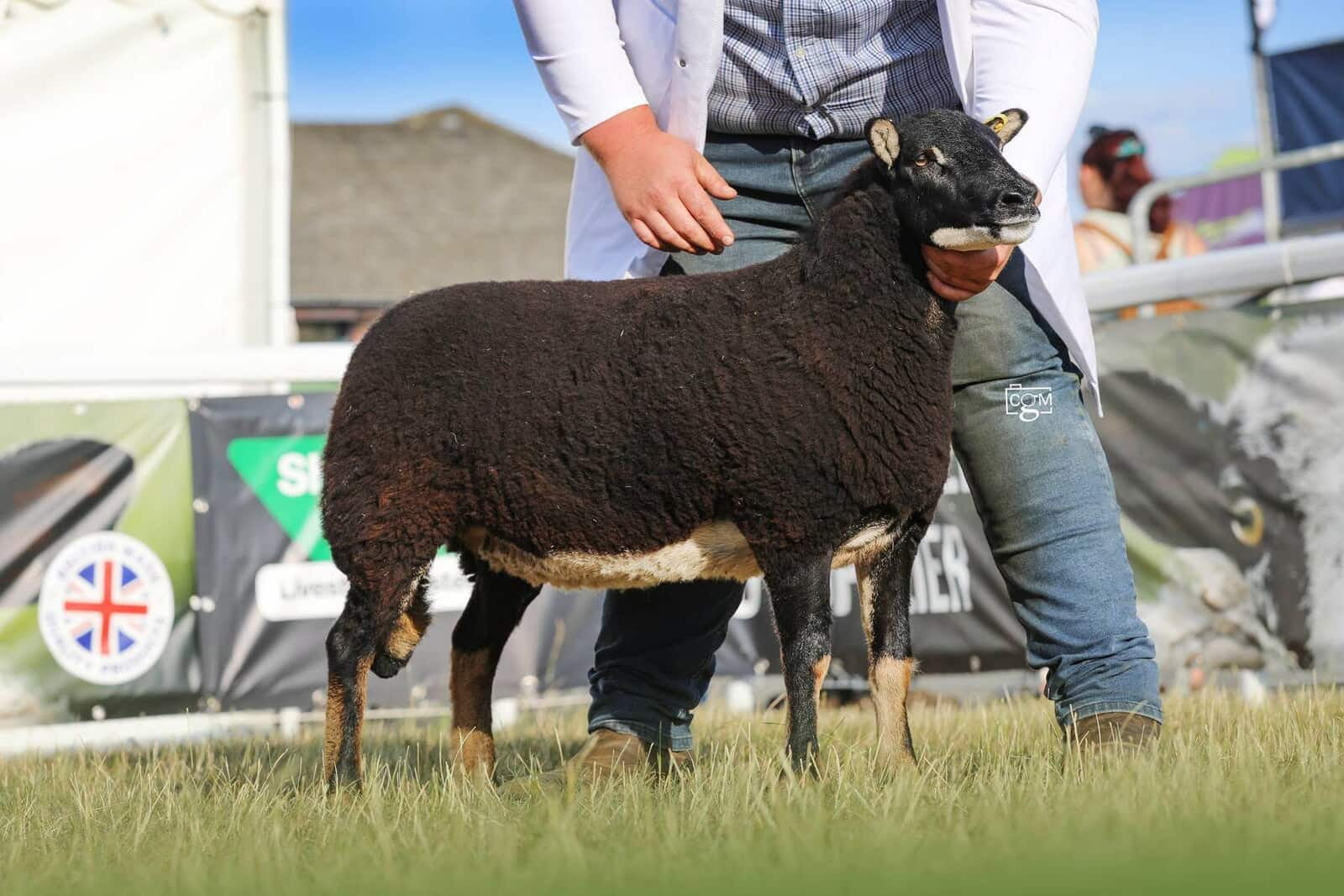 Torwen Shearling Ewe Class Winner