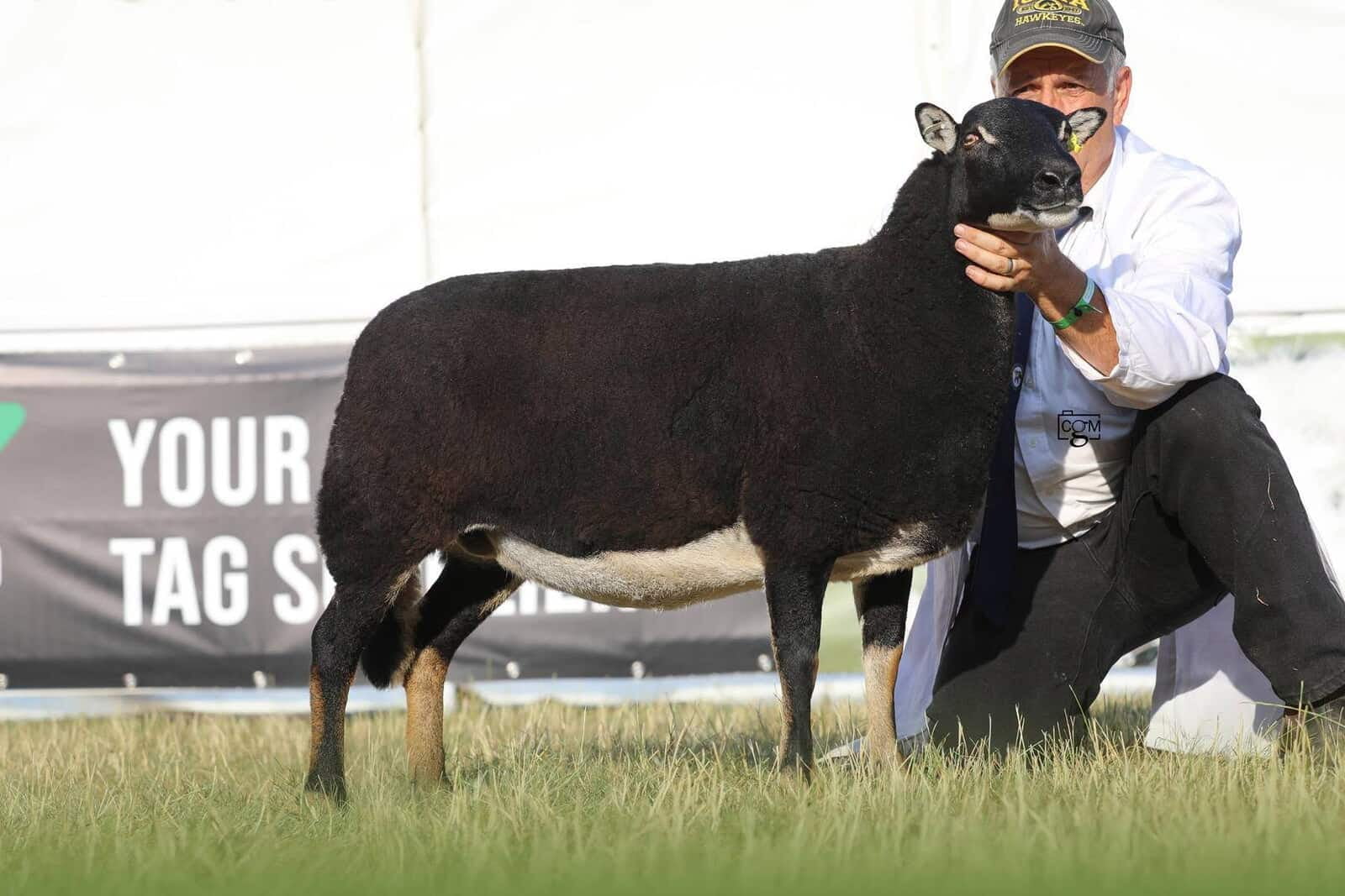 Torwen Reserve Breed Champion Aged Ewe