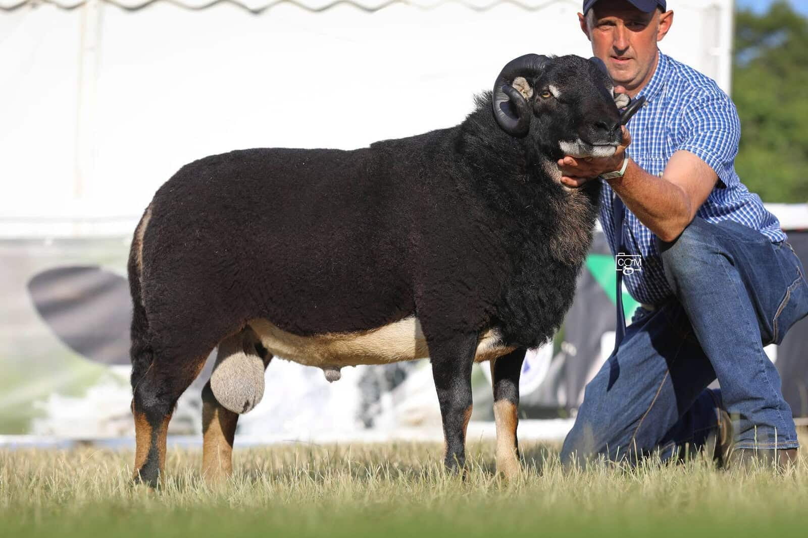 Champion Torwen Aged Ram