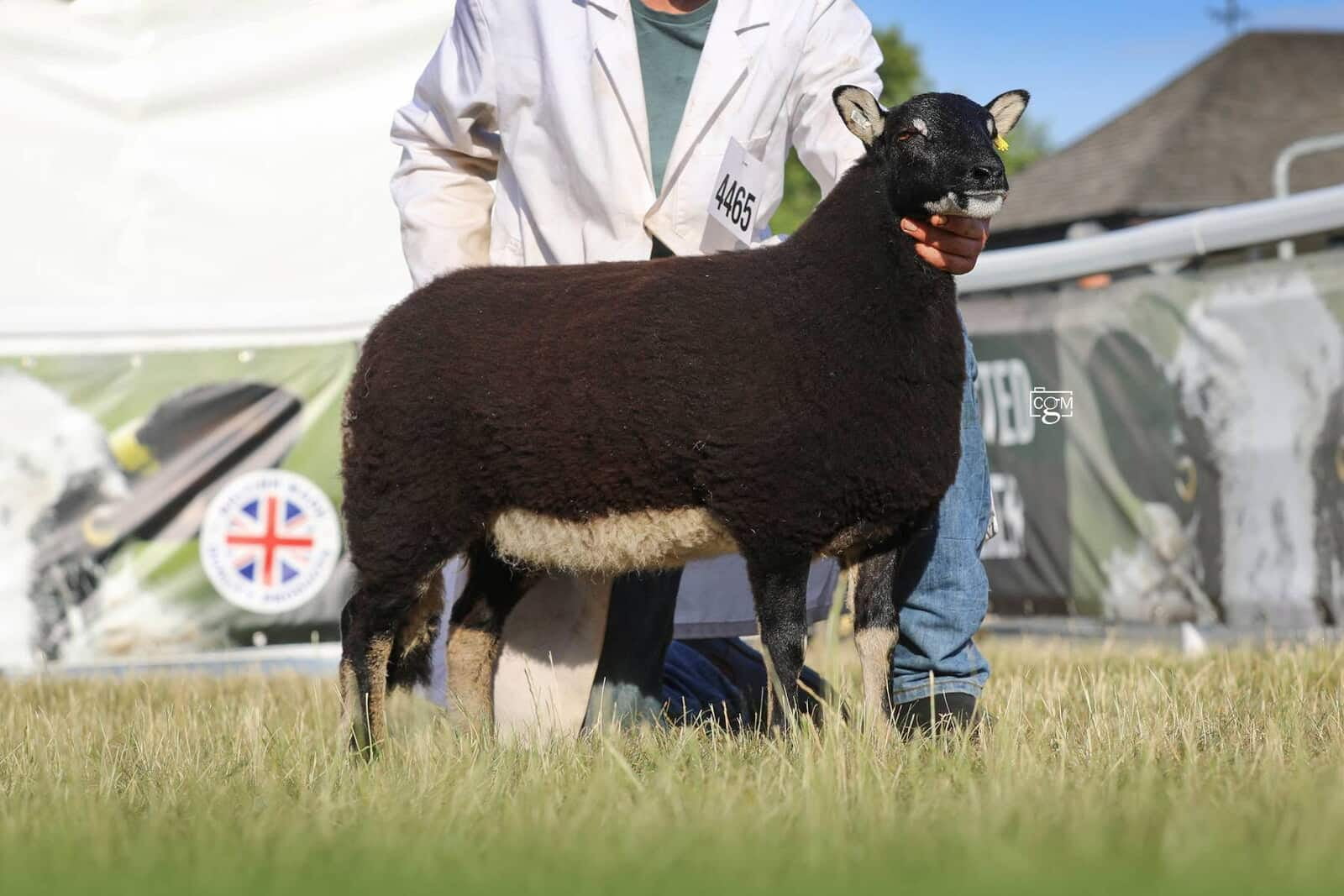 Torwen Ewe Lamb Reserve Female Champion