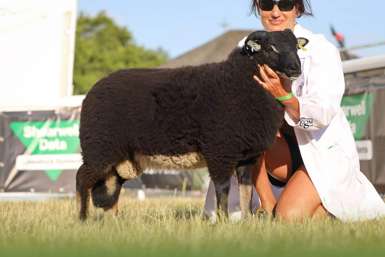 Torwen Ram Lamb Class Winner