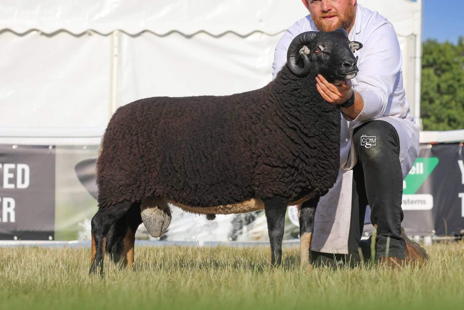 Torwen Shearling Ram Class winner